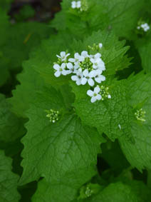 Alliaria petiolata
